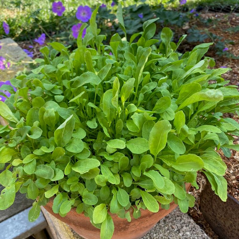 Arugula