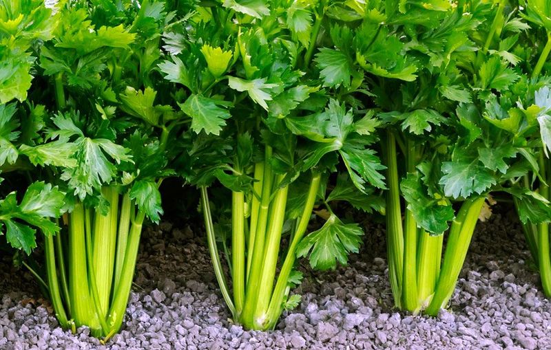 Celery