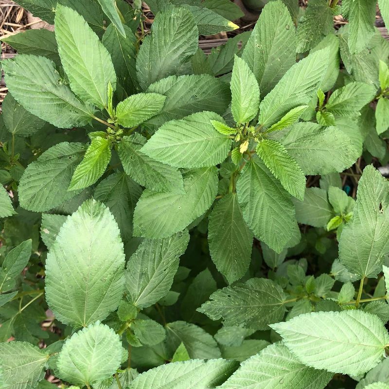 Egyptian Spinach (Molokhia)