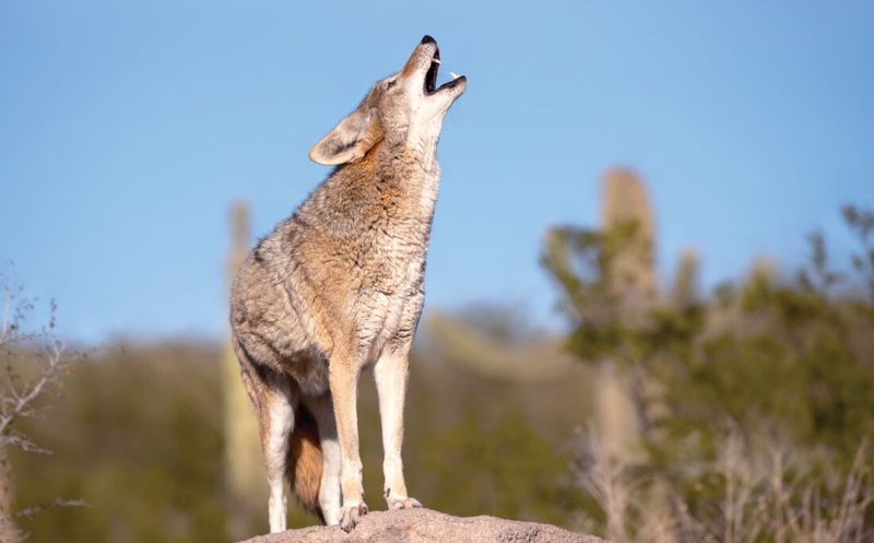 Nebraska Rural Areas Face Persistent Coyote Challenges