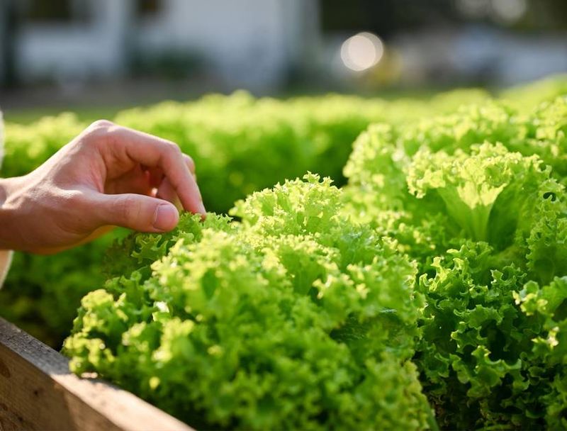Lettuce (Most Varieties)