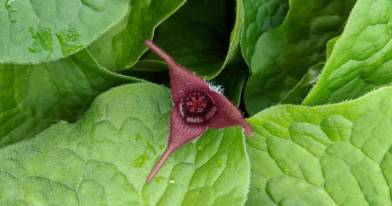 Asarum Europaeum (Wild Ginger)