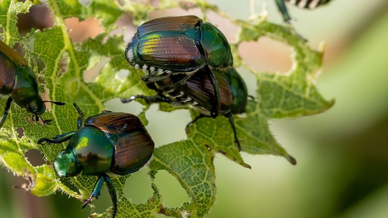 Repel Japanese Beetles