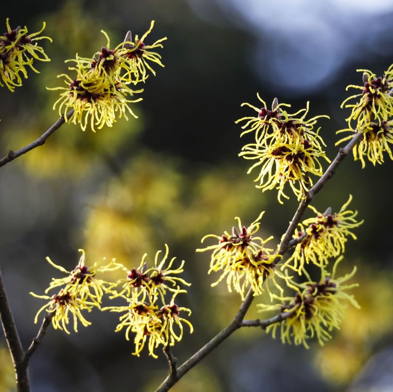 Witch Hazel (Hamamelis spp.)