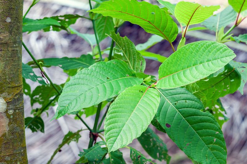 Kratom (Mitragyna speciosa)