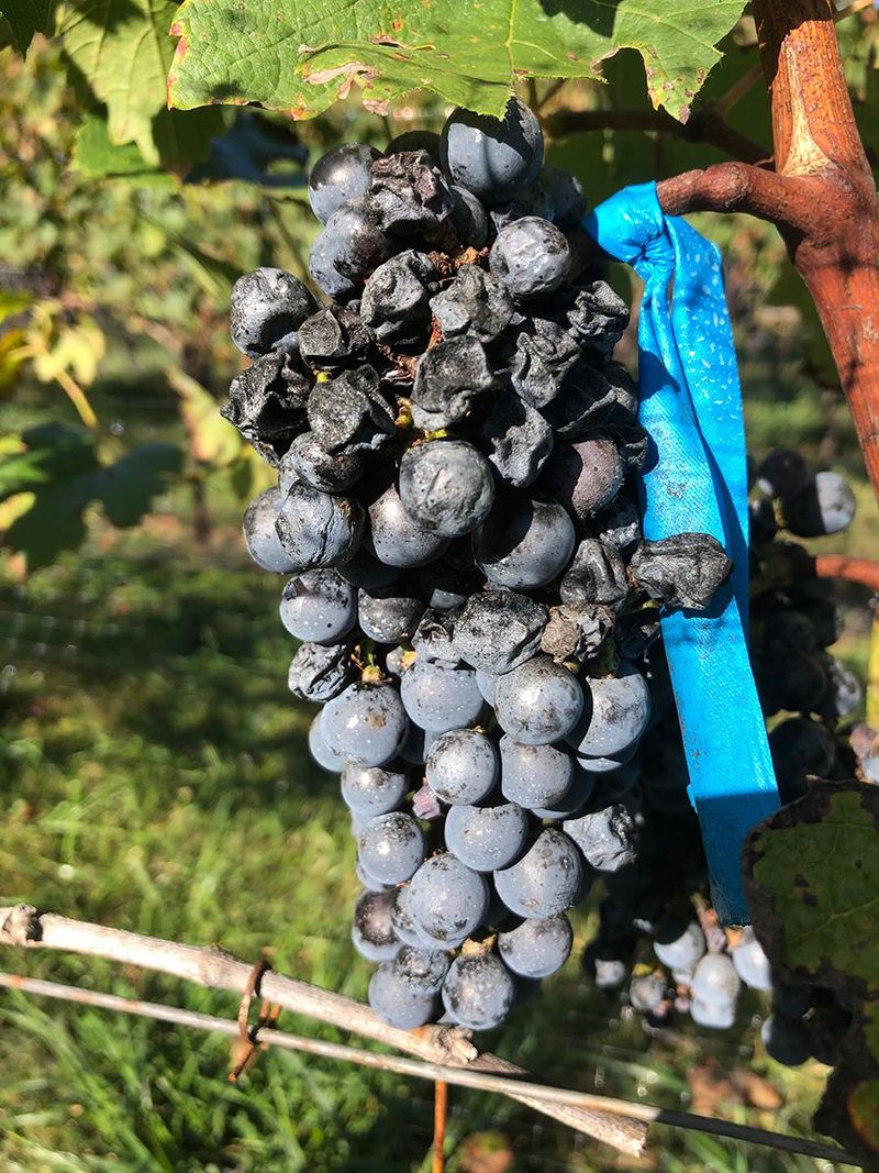 Myclobutanil – The Not-So-Organic Fungicide