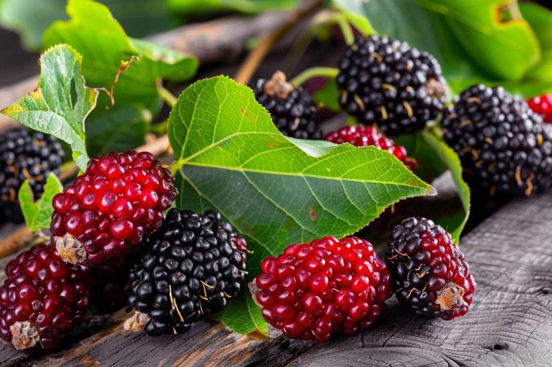 Mulberries