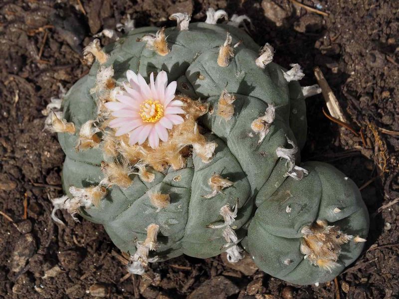 Peyote Cactus (Lophophora williamsii)