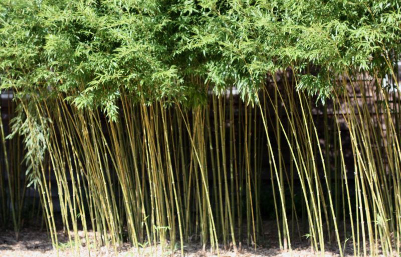 Bamboo