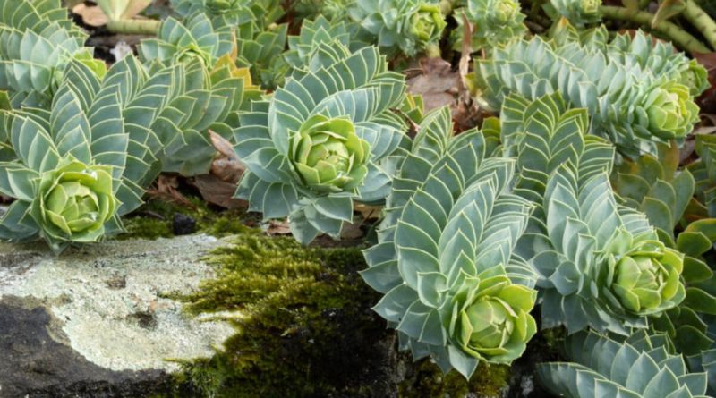 Myrtle Spurge (Euphorbia myrsinites)