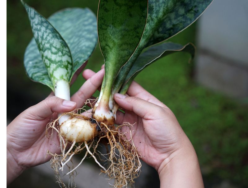 Ignoring Root Health