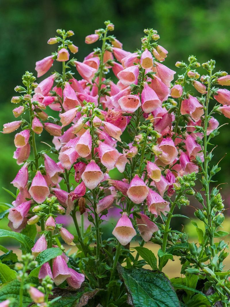 Foxglove (Digitalis)