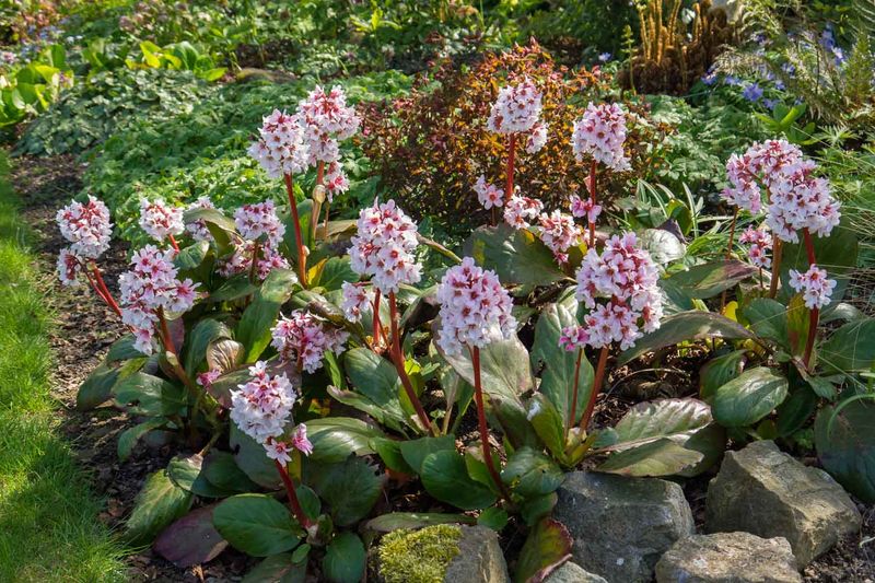 Bergenia
