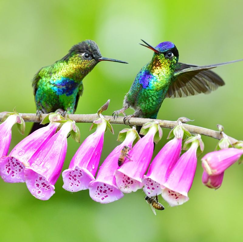 Hummingbird