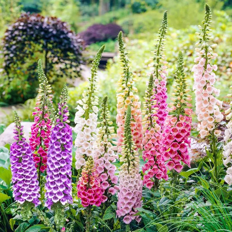 Foxglove (Digitalis purpurea)