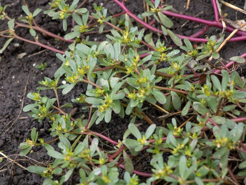 Purslane