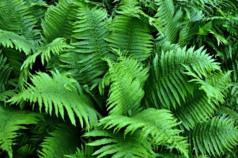 Ferns