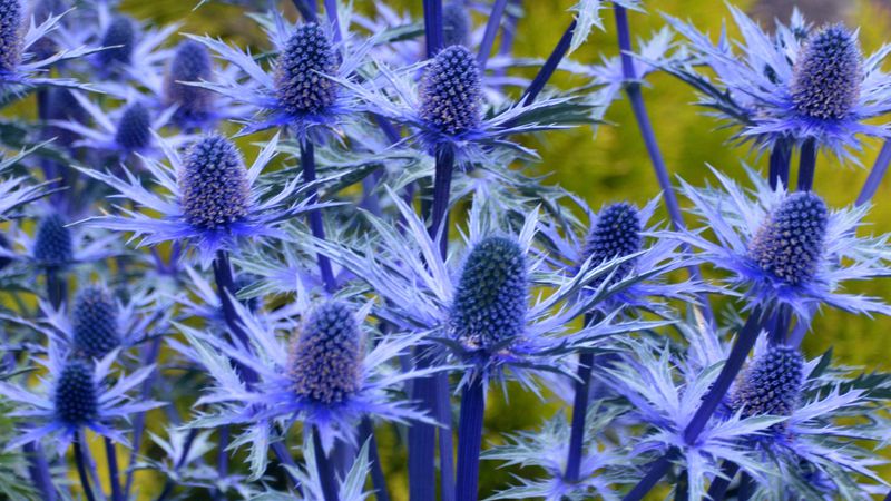 Sea Holly
