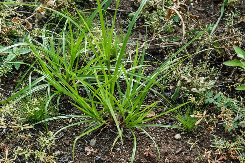 Nutsedge: The Grass Impostor