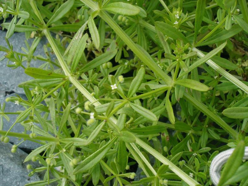 Galium