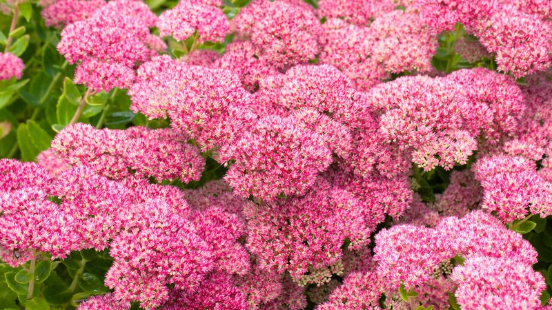 Sedum (Stonecrop)
