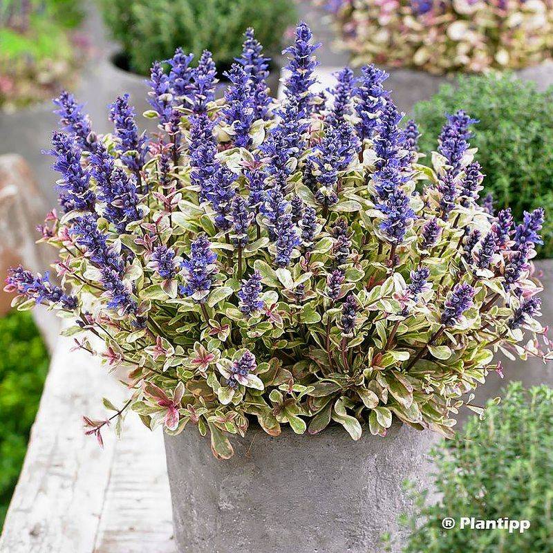 Ajuga (Bugleweed)