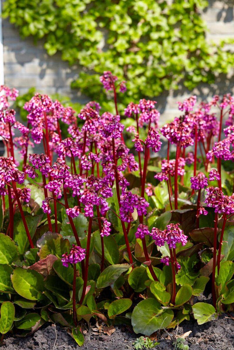 Bergenia cordifolia (Heartleaf Bergenia)