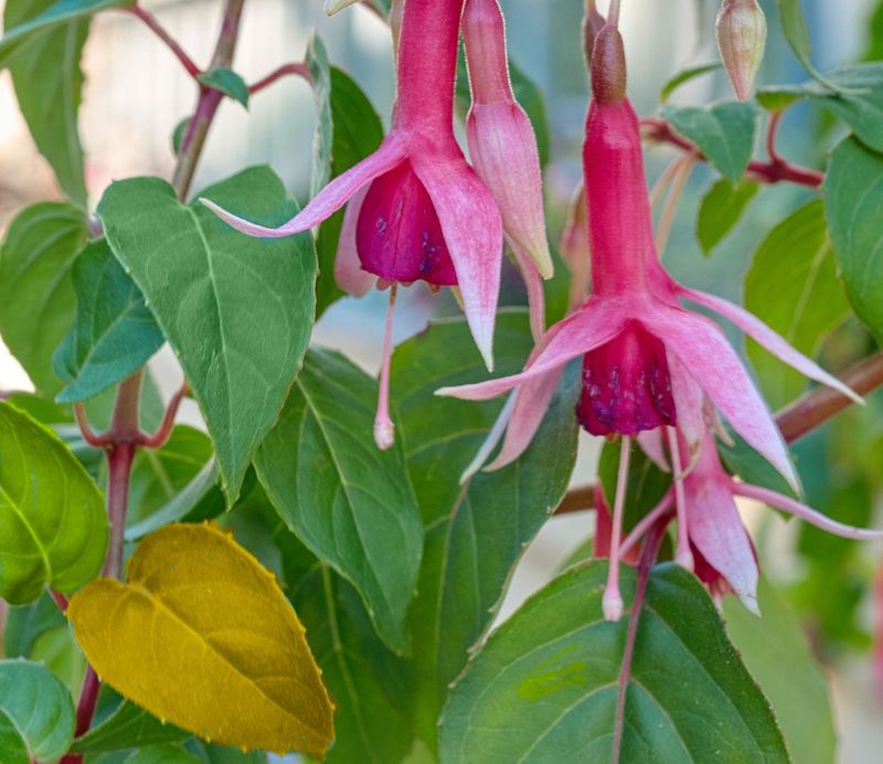 Fuchsia