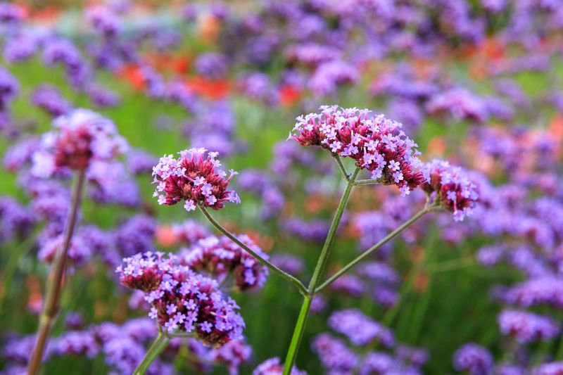 Verbena