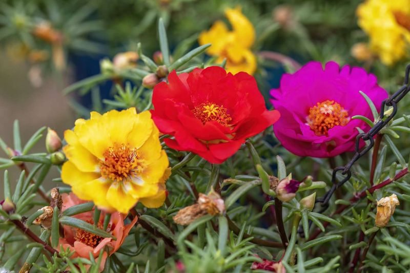 Portulaca (Moss Rose)