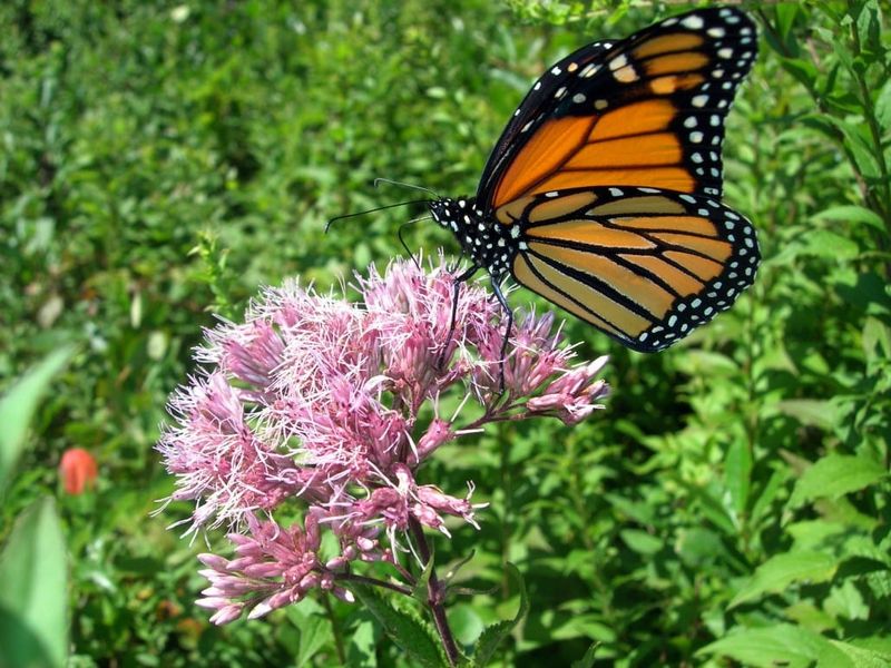 Joe-Pye Weed