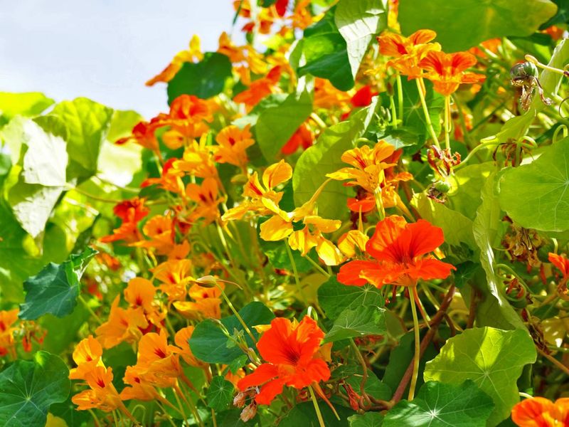 Nasturtium