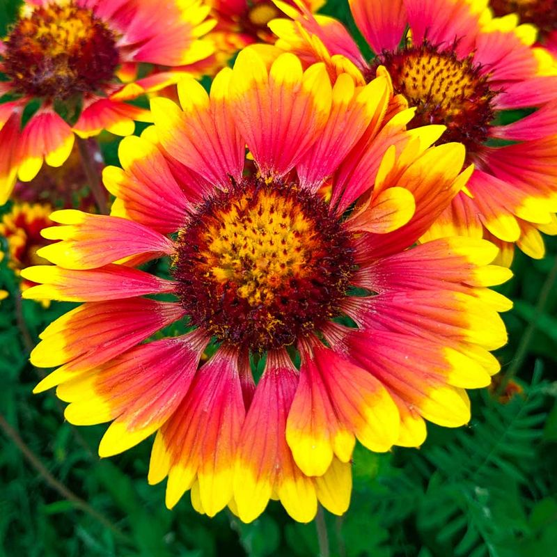 Blanket Flower (Gaillardia)