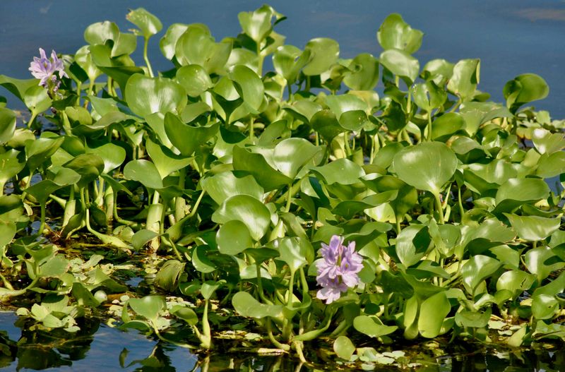 Water Hyacinth