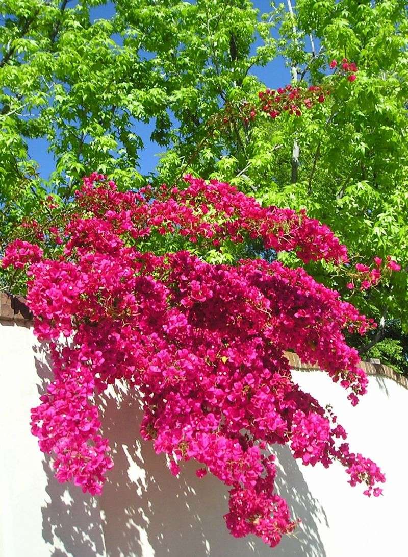 Bougainvillea (Bougainvillea spectabilis)
