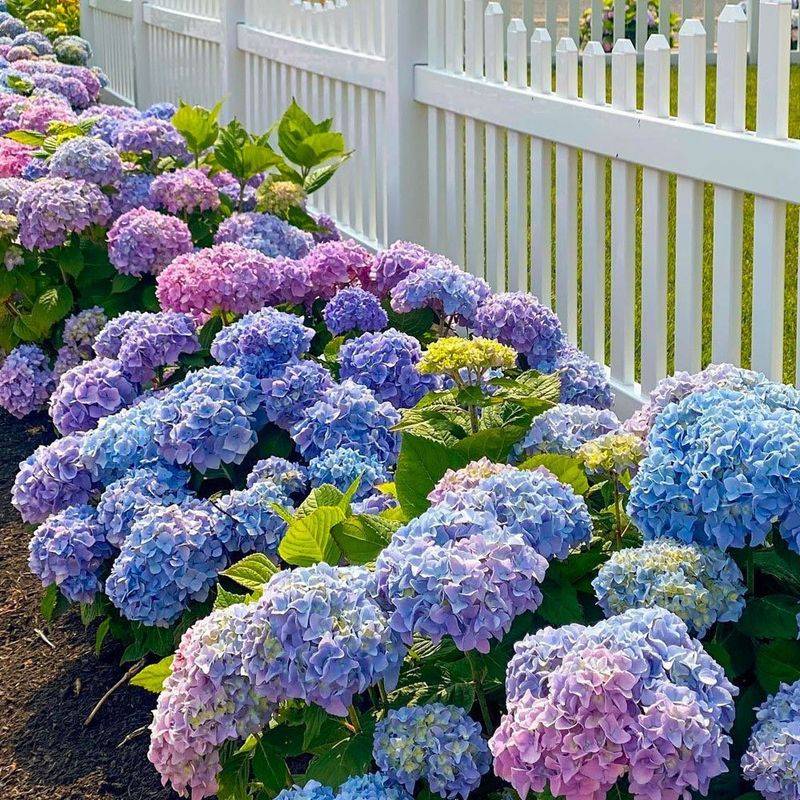 Hydrangea (Hydrangea macrophylla)