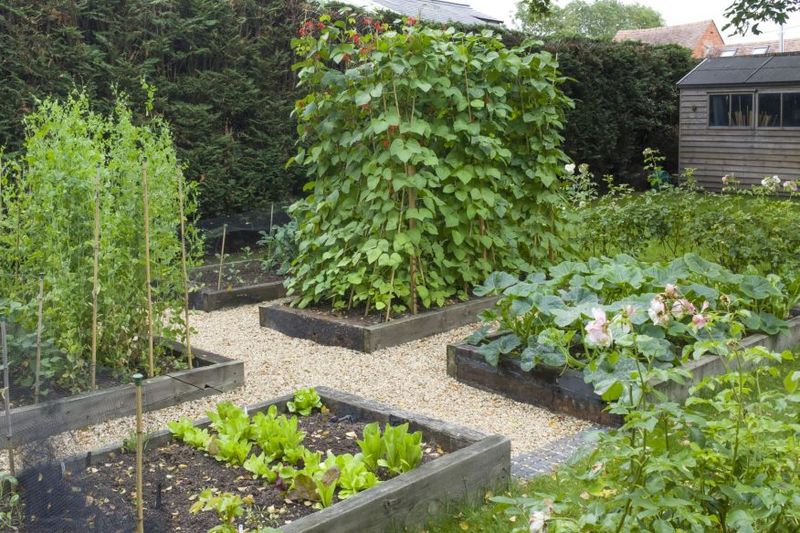 Unpermitted Raised Beds or Terracing