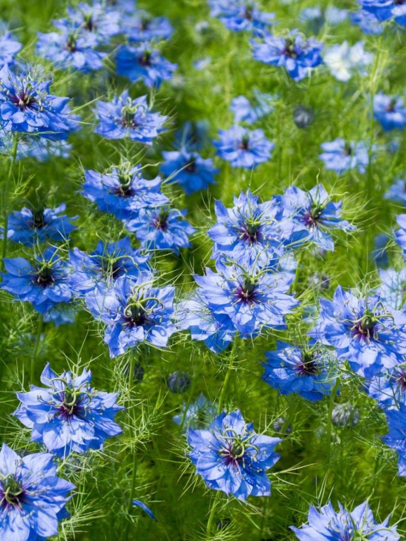 Love-in-a-Mist