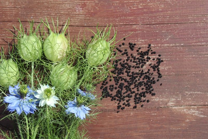 Love-in-a-Mist (Nigella damascena)