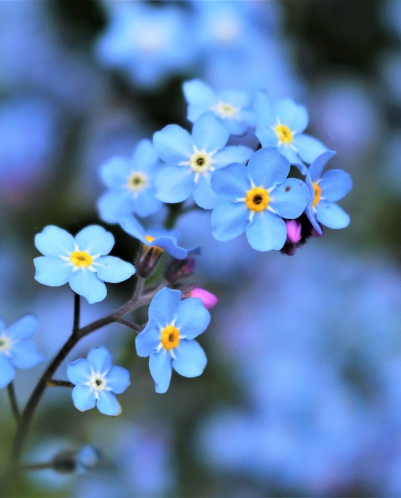 Forget-me-not