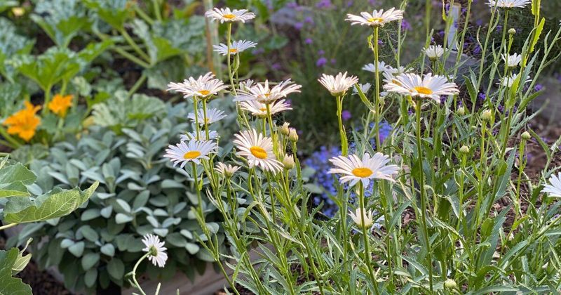 Companion Plants Can Trigger Fungal Disasters