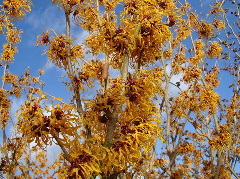 Chinese Witch Hazel