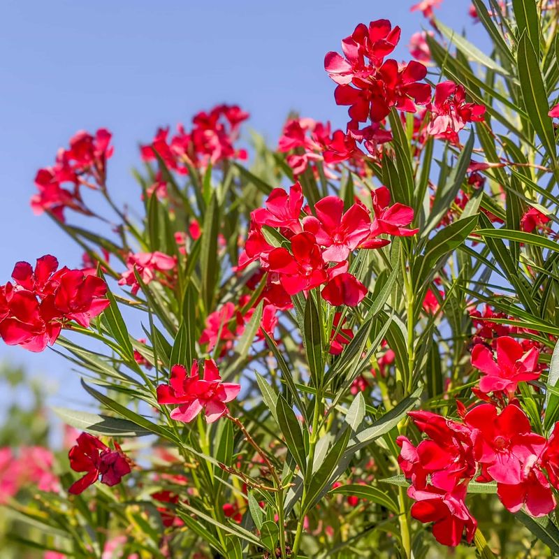 Oleander