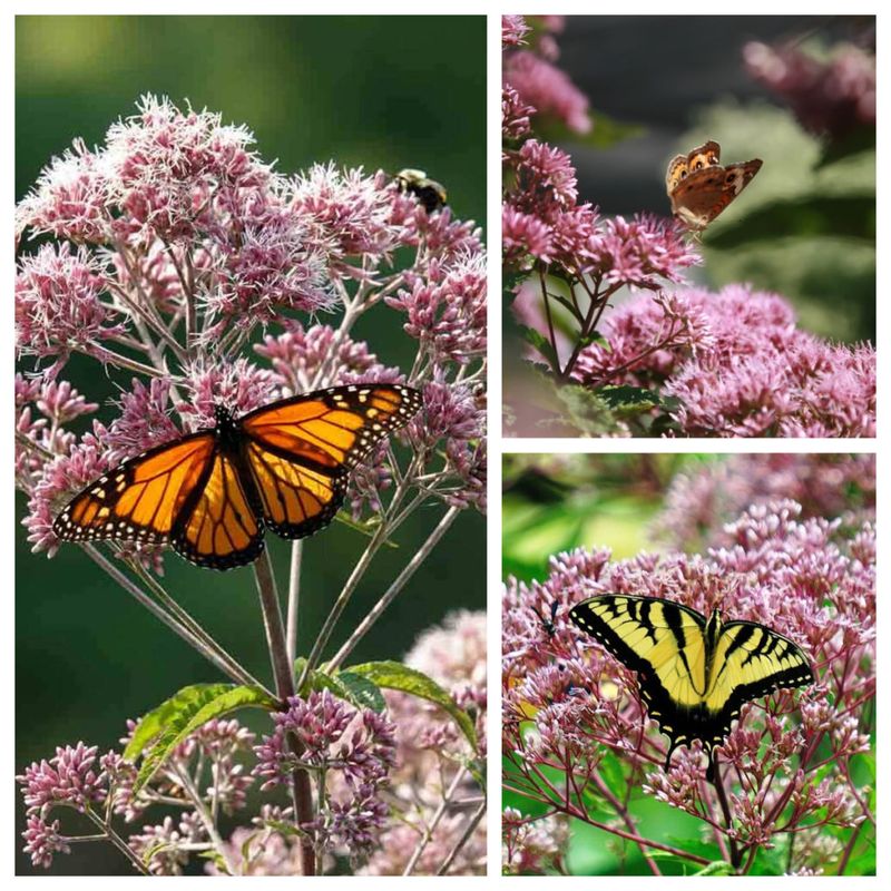 Joe-Pye Weed