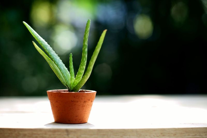 Aloe Vera