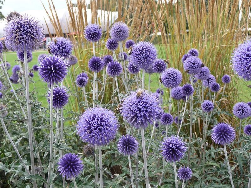 Globe Thistle (Echinops)
