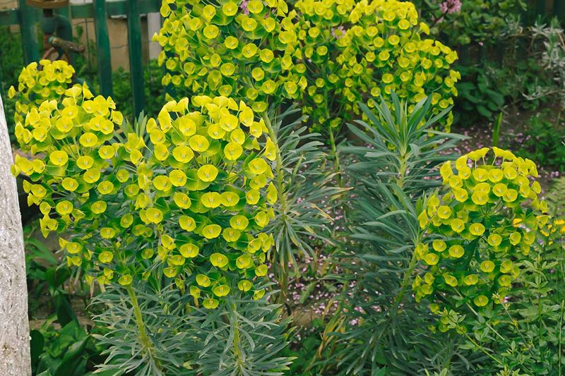 Euphorbia