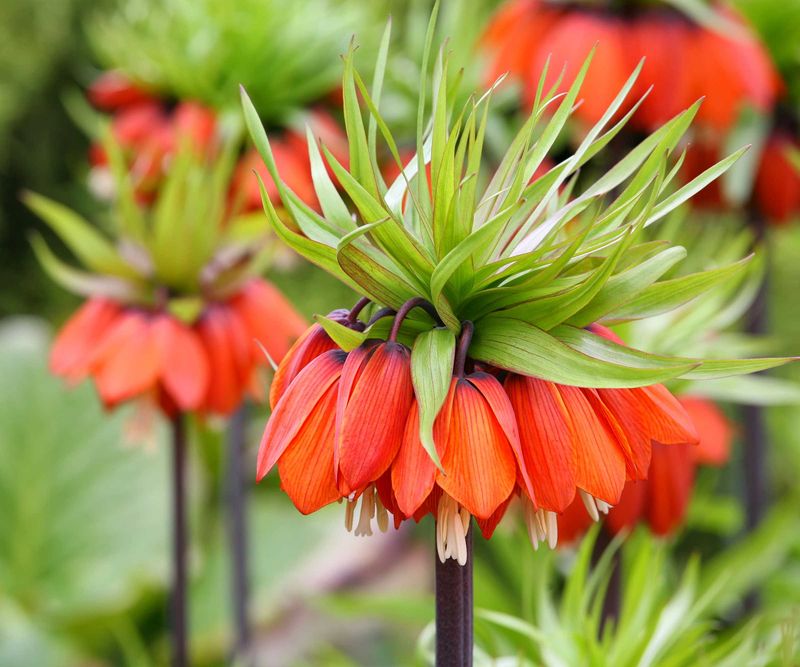 Crown Imperial