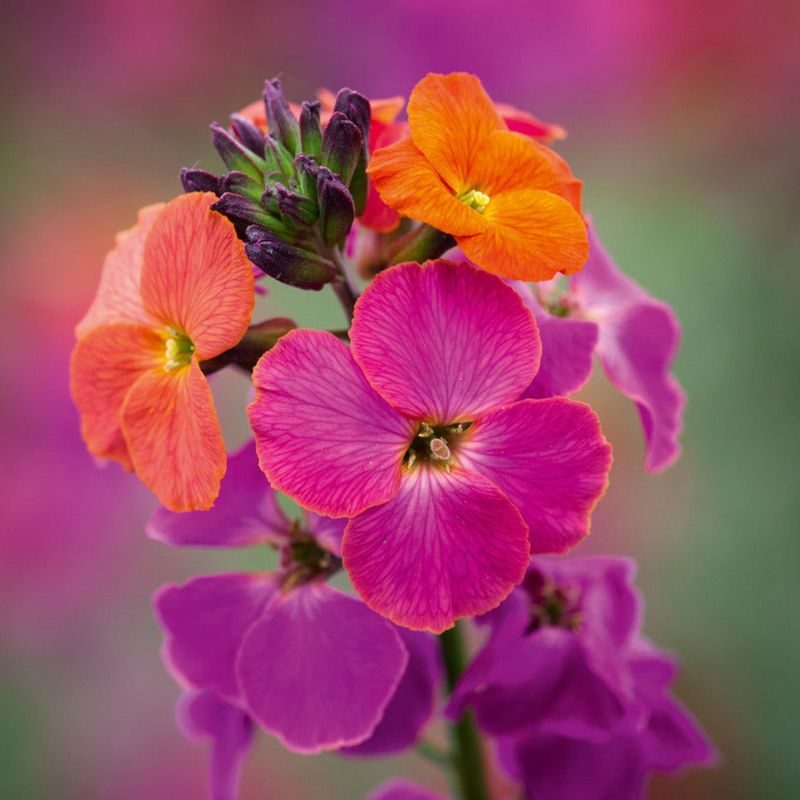 Erysimum