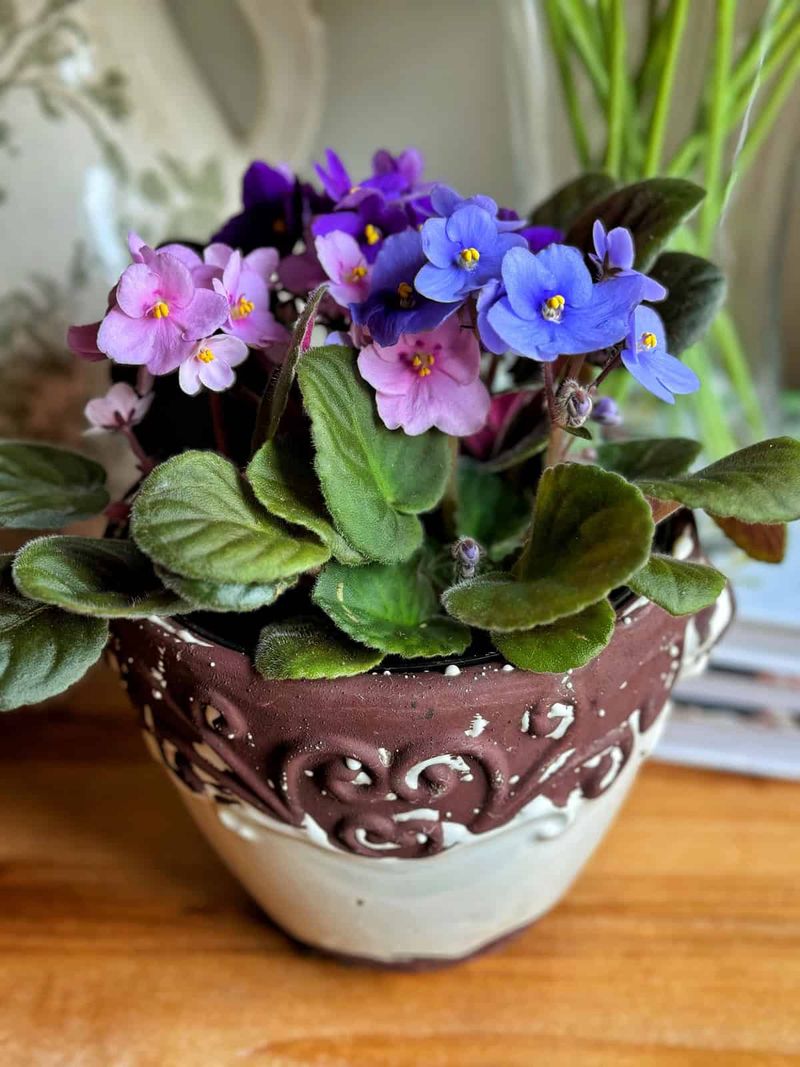African Violets